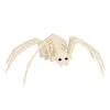 NEU Skelett Spinne, 37x21x11cm
